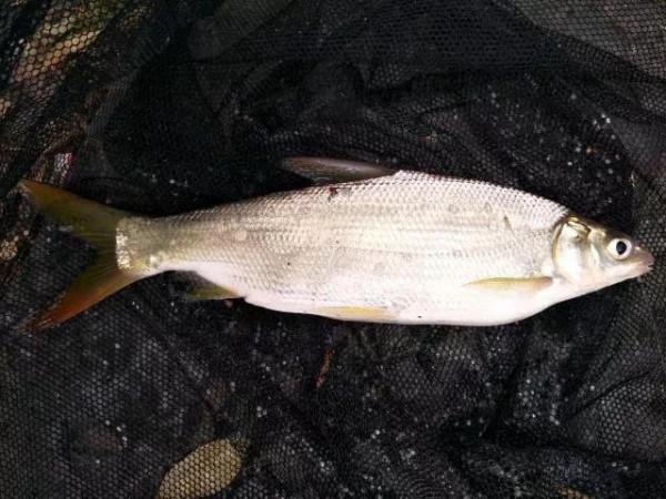 釣到這16種魚要注意!它們很容易看錯,一不小心就惹禍上身 釣到這16種魚要注意!它們很容易看錯,一不小心就惹禍上身