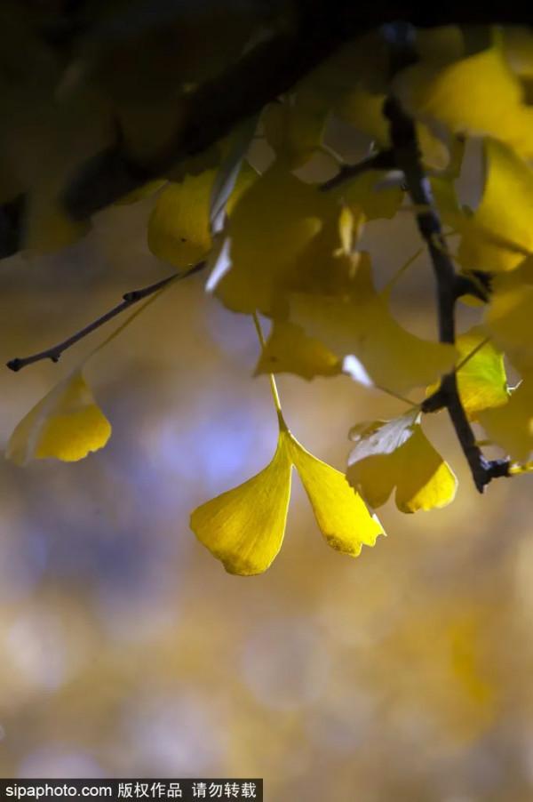 足足20家！北京最美秋色都在這裡了！不用人擠人！