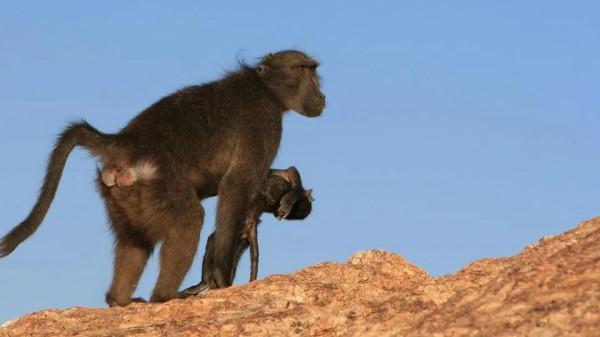 為什麼靈長類動物會帶著死去的嬰兒？