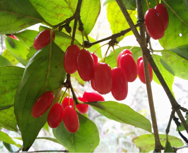 陰陽兩虛,脾腎不足?一味還少丹,陰陽雙補,補脾益腎,交通心腎 陰陽兩虛,脾腎不足?一味還少丹,陰陽雙補,補脾益腎,交通心腎