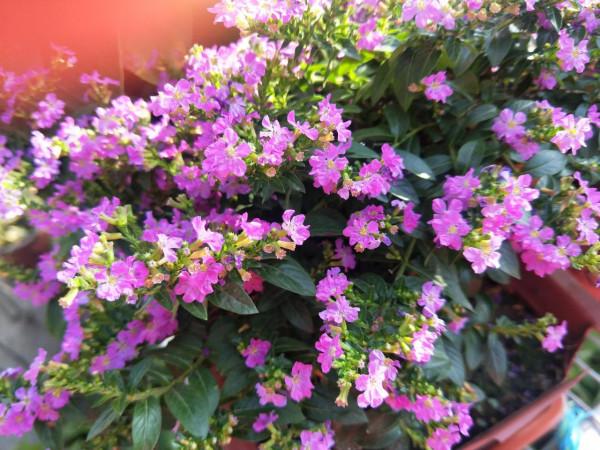 往事只能回味 往事只能回味