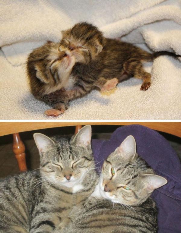 動物之間的友誼,本該共度一生 動物之間的友誼,本該共度一生