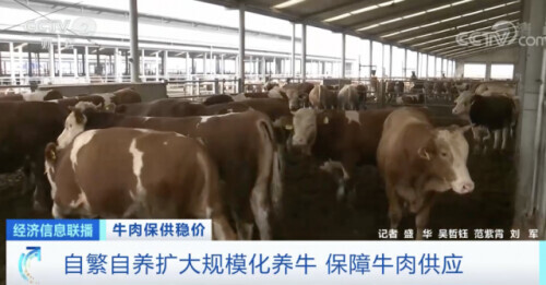 中秋,牛肉價格上漲,銷量也大漲!超市一天補貨三次 中秋,牛肉價格上漲,銷量也大漲!超市一天補貨三次