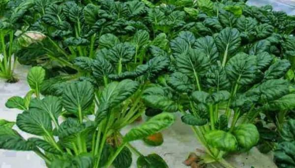 農曆中國 | 十一月初三 · 塌苦菜