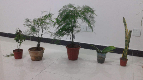 找對地方撿花，買花錢能少一半，你都知道從哪撿花嗎