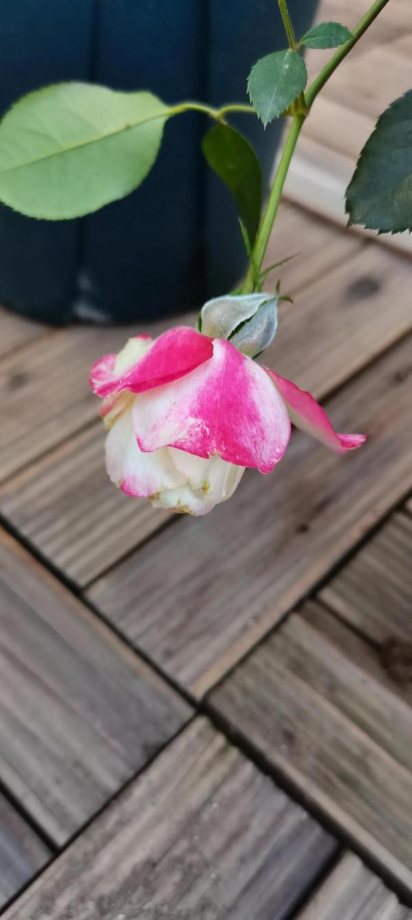 一站有一站的風景，一歲有一歲的悲喜