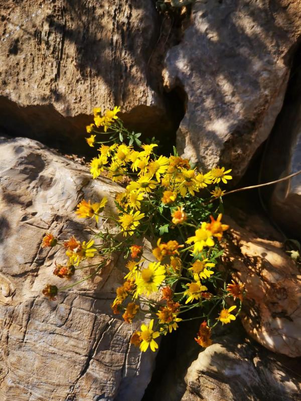 再到神星鎮柿子溝 再到神星鎮柿子溝