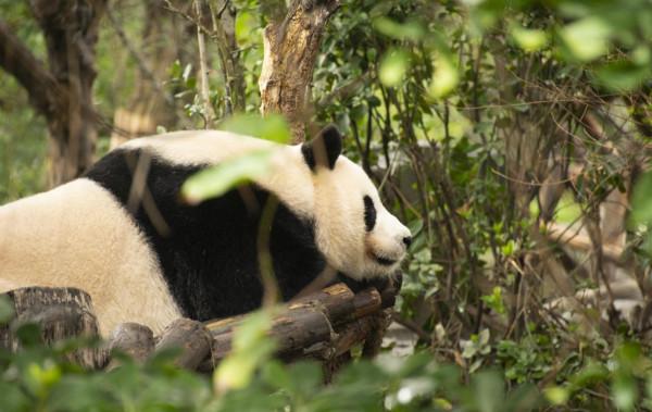 遊記《樂享其成》之國寶