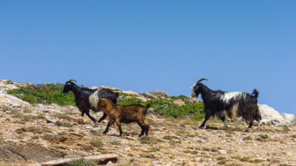 “村口大黃”到澳變身頂級殺手,吃袋鼠偷綿羊讓人頭疼,憑什麼? “村口大黃”到澳變身頂級殺手,吃袋鼠偷綿羊讓人頭疼,憑什麼?