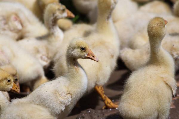 鵝張口呼吸怎麼辦 鵝黑肺肺腫大什麼原因