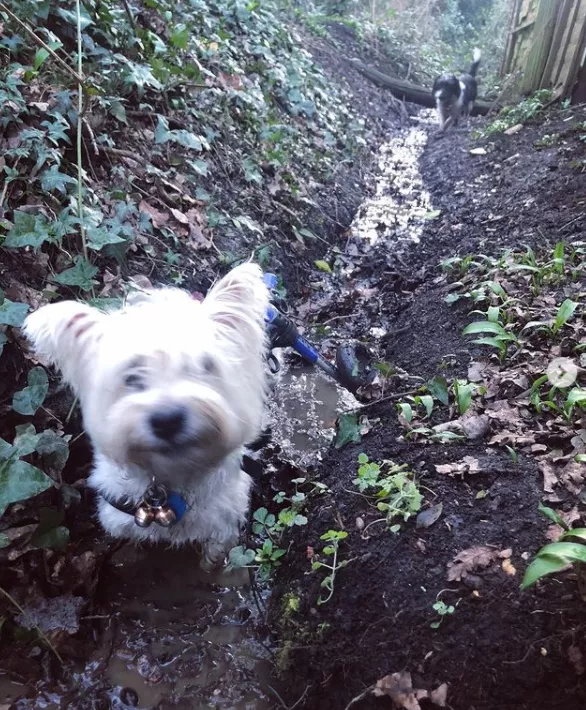 女主人養了一隻沒眼睛的狐狸，一隻沒腿總“翻車”的狗子，網友們：太可愛了吧
