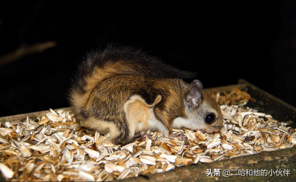 16種具有超能力的動物，鋼鐵俠看了都表示羨慕的很