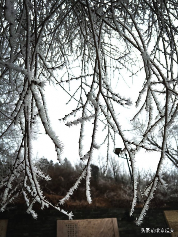 美若仙境！延慶八達嶺景區現絕美霧凇