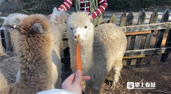 福虎迎新年 雲南野生動物園硬核&OpenCurlyDoubleQuote;年夜飯&rdquo;上菜啦