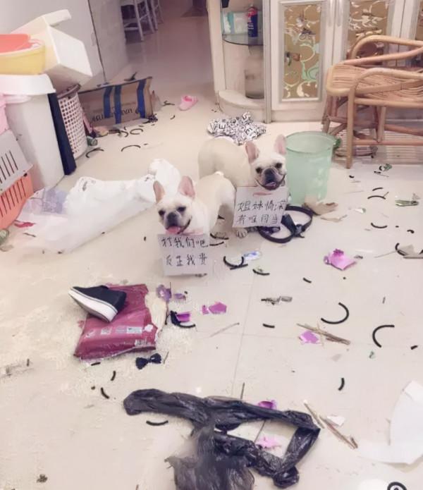 妹子養了一隻超萌的金毛寶寶,但幾個月後……怎麼變“哈士奇”了 妹子養了一隻超萌的金毛寶寶,但幾個月後……怎麼變“哈士奇”了