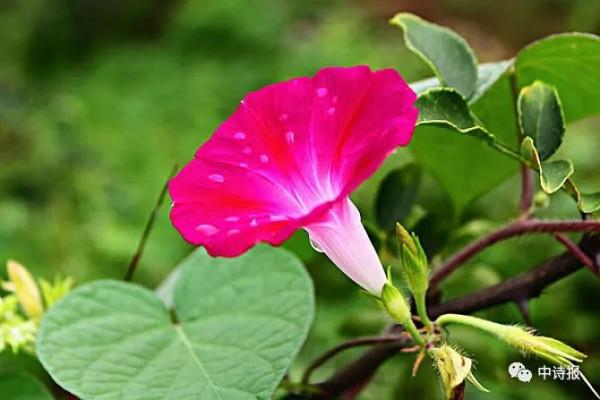 中國詩歌報臨屏詩創作四室第130期優選合集