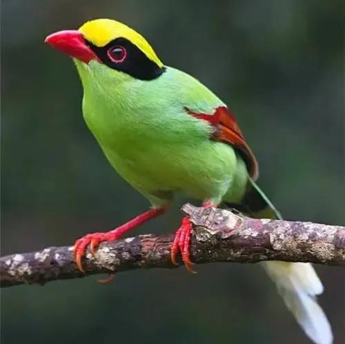 鳥的世界 鳥的天堂