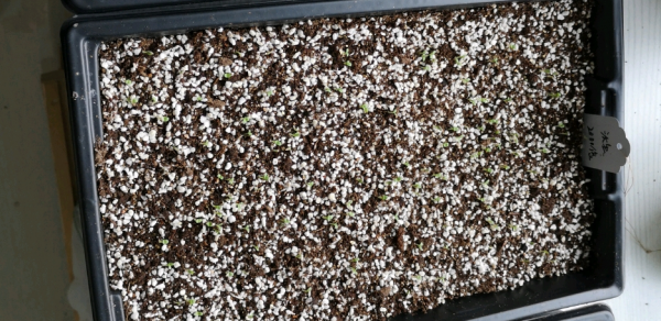 養不好花甭犯愁，種菜一樣樂趣多，新手村“菜鳥”先試試這3樣