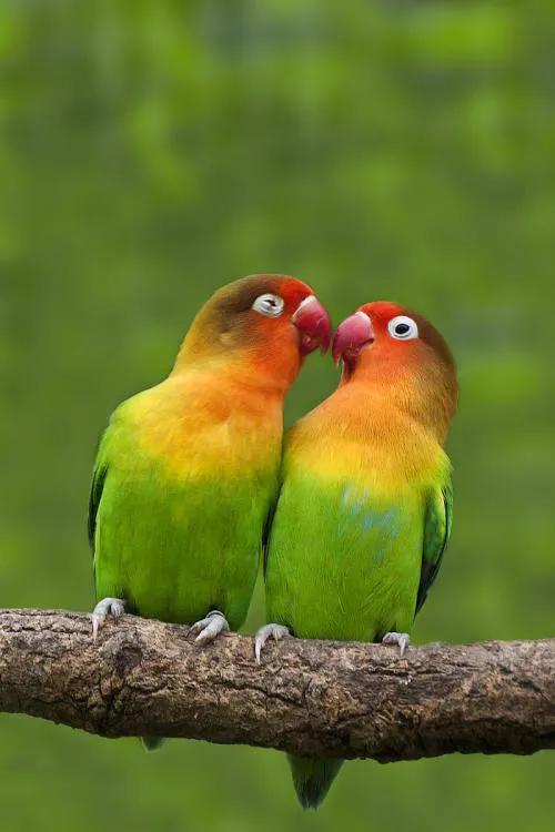 60多張雙比翼鳥圖欣賞