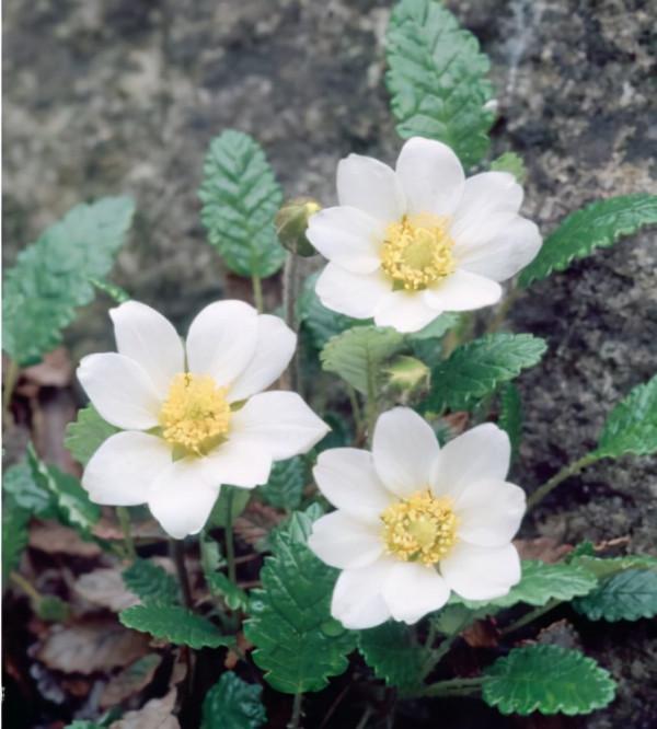 全球變暖是人類誕生的宿命嗎？