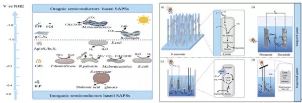 王博/鍾超/姜志鋒|全面解析半人工光合作用的“前世今生” 王博/鍾超/姜志鋒|全面解析半人工光合作用的“前世今生”
