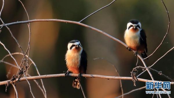 又萌又兇 小型猛禽紅腿小隼瞭解一下 又萌又兇 小型猛禽紅腿小隼瞭解一下