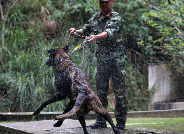 別亂說！田園犬並不土，中華“6大神犬”亮相
