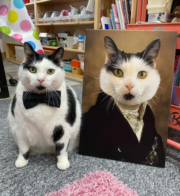 從營養不良的病貓,到長成“肥牛”,中間只差一位愛它的鏟屎官 從營養不良的病貓,到長成“肥牛”,中間只差一位愛它的鏟屎官