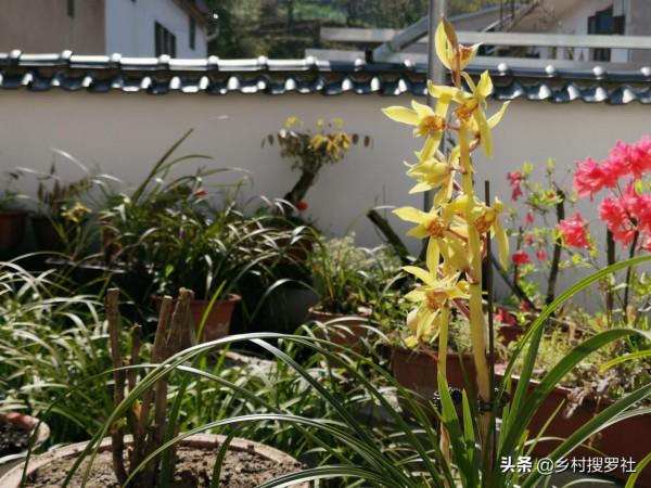 秋分到，正好配製蘭花植料，松針土這樣準備，明年就能養好蘭花了