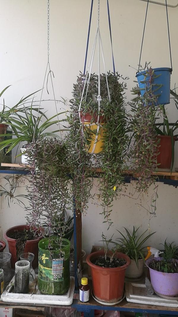 發現一戶人家，大冬天陽臺的“多肉”，長成了“瀑布”，太壯觀了