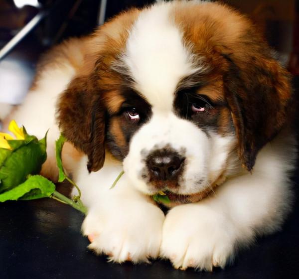 狗界中的6大“巨犬”，有錢人才敢養！你見過嗎？