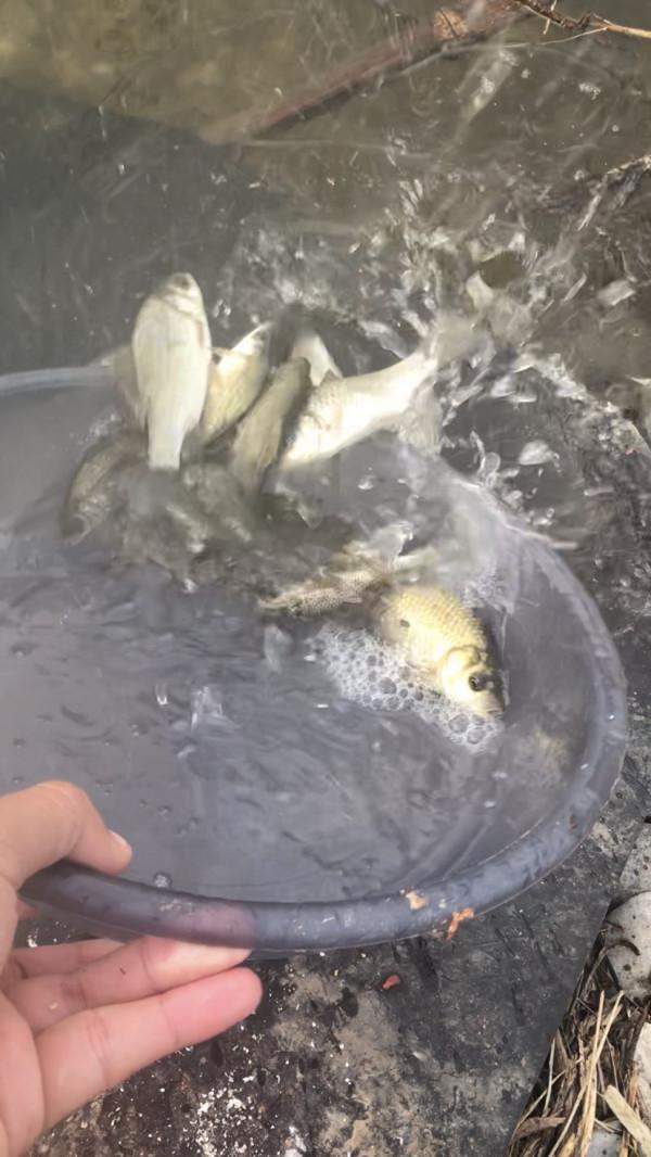 「十週年」秋冬野河垂釣,技巧方法要掌握,今日鯽魚連竿浮漂棄河 「十週年」秋冬野河垂釣,技巧方法要掌握,今日鯽魚連竿浮漂棄河