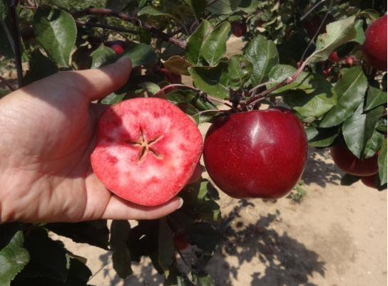 一畝田釋出水果新品種報告：紅肉蘋果、粉紅菠蘿等22個新品種入選