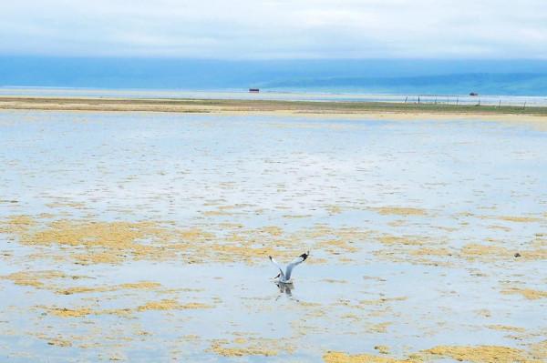 標緻4008環青海長測Day9：鳥島叫“蚊子島”，沿青海沿線達剛察！