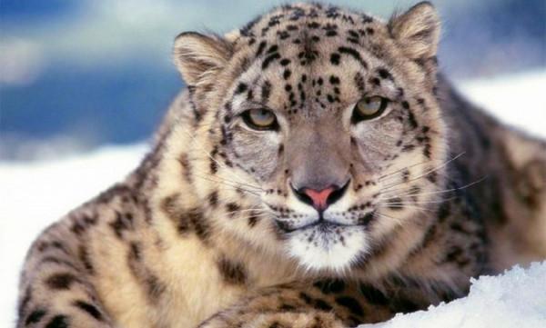 祁連山，野生動物復興的淨土，雪豹、棕熊、野犛牛等珍稀動物出現