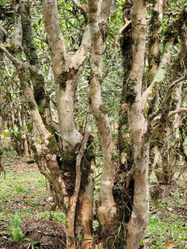 雲南最邊陲且原始寨子裡的古樹茶是什麼滋味? 雲南最邊陲且原始寨子裡的古樹茶是什麼滋味?