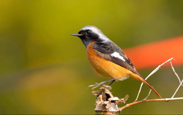 珍稀鳥兒60種，喜歡的來看了