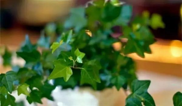 100種觀葉植物 | No.7 常春藤養護攻略