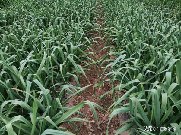 大蒜種植前,這樣簡單處理一下,大蒜出苗快長勢好 大蒜種植前,這樣簡單處理一下,大蒜出苗快長勢好