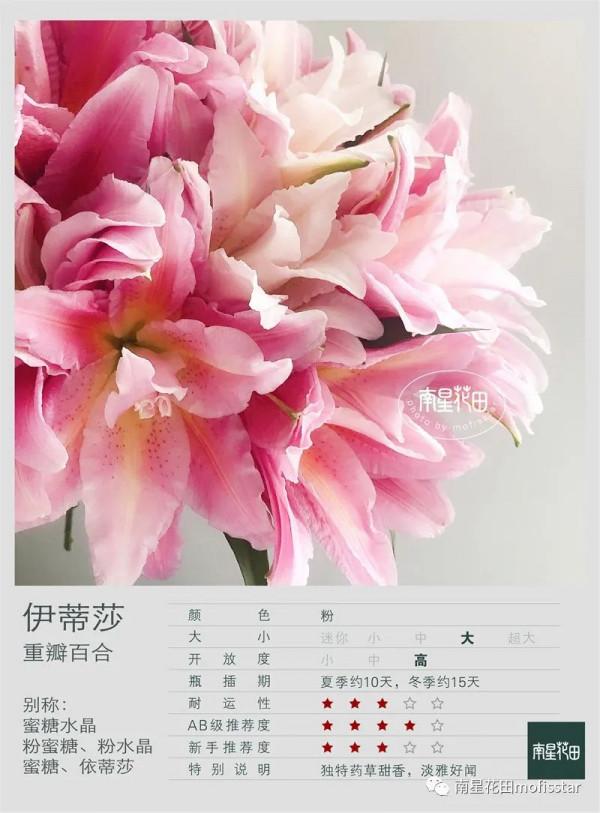 伊蒂莎重瓣百合 · 藥草甜香 伊蒂莎重瓣百合 · 藥草甜香