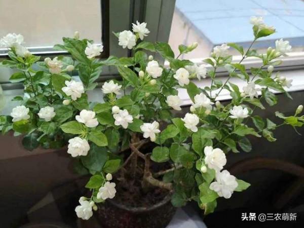 11種&OpenCurlyDoubleQuote;旺宅花&rdquo;愛喝醋，半月1小杯，葉漂亮花開不停