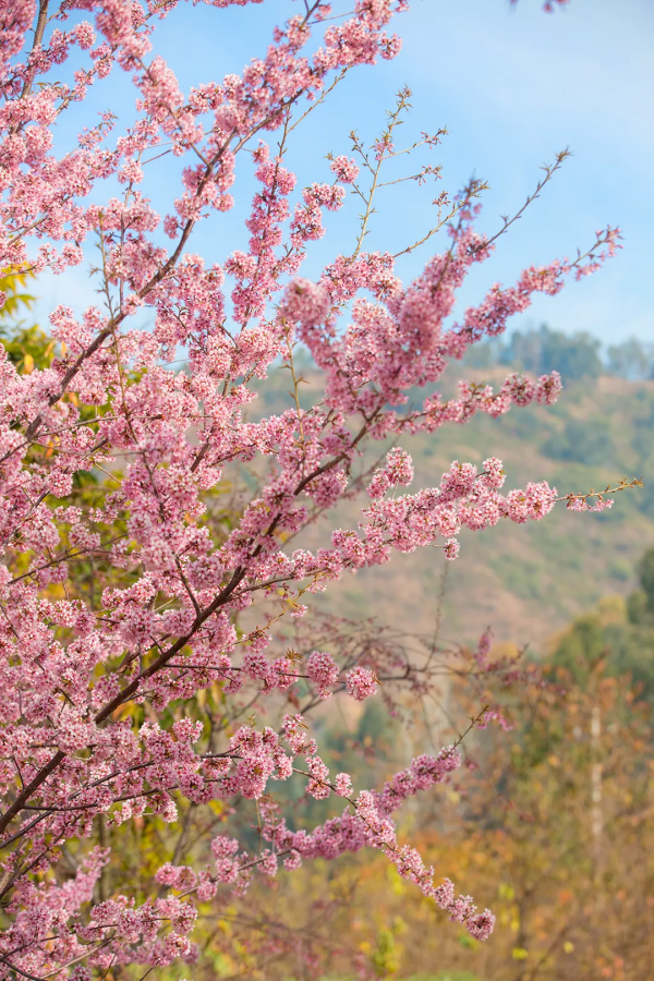 羨慕了！西昌人，你的早櫻美景正在派送中，請接收