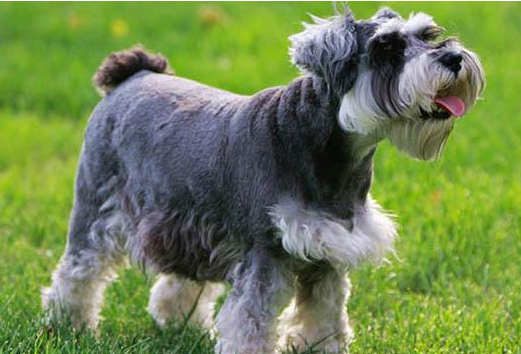 深入剖析雪納瑞犬“咬人”的5大原因 深入剖析雪納瑞犬“咬人”的5大原因