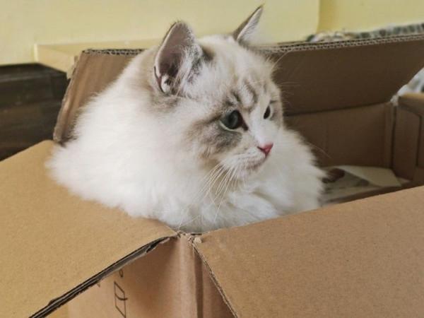 怎樣健康地餵養貓? 怎樣健康地餵養貓?