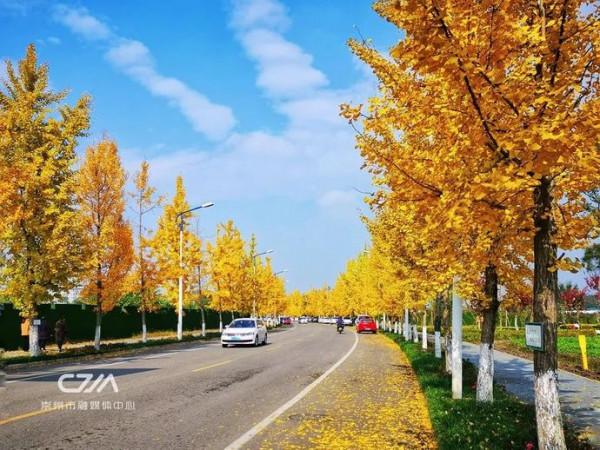 滿城銀杏黃！金燦燦的城區觀賞圖鑑來了