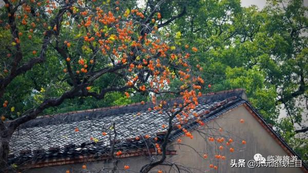 山明水淨夜來霜，數樹深紅出淺黃，臨海終於到了最美的時節