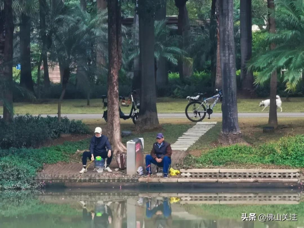 超級小清新！1000㎡波斯菊唯美盛放