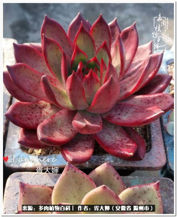 因多肉遇見滿滿的愛和美好，有多肉相伴，歲月生香