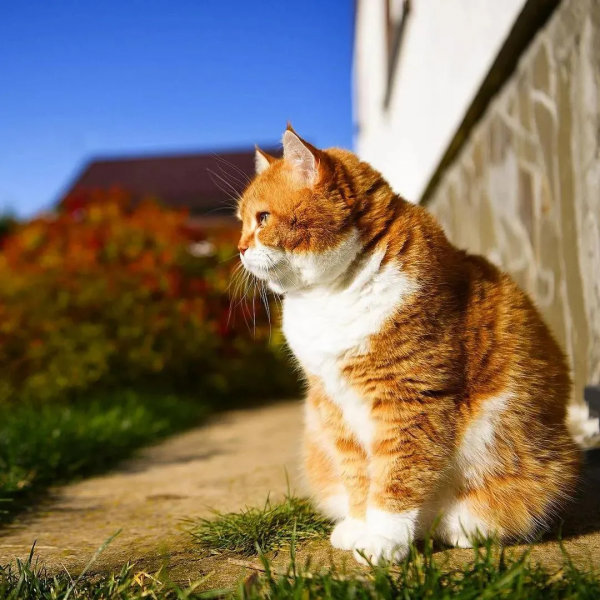 俄羅斯的胖橘，從流浪到人生贏家~逆襲喵生開始
