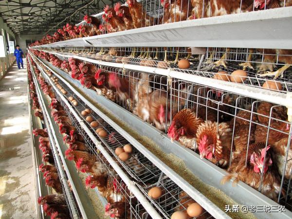 老鼠一夜咬死85只小雞，雞場老闆用這三招，老鼠永遠不再來，厲害